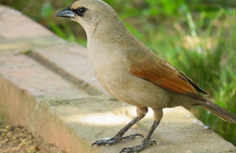 Explorando o Brasil Profundo: Curiosidades que Vão Te Impressionar