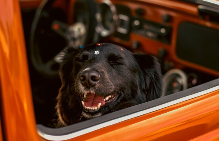 Top 10 Carros Mais Vendidos no Brasil: Guia Completo para 2024